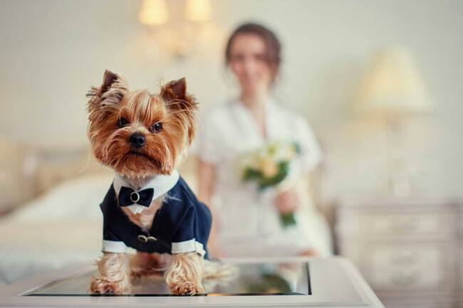 perro-participe-en-la-boda
